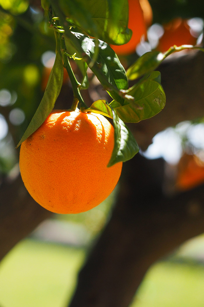 ARANCIO, SPAGNA VIVAIO